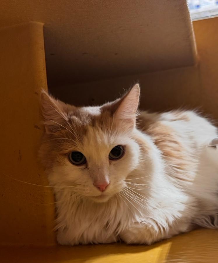 Cheeto Puff, ADOPTABLE, Adult Male Domestic Long Hair.