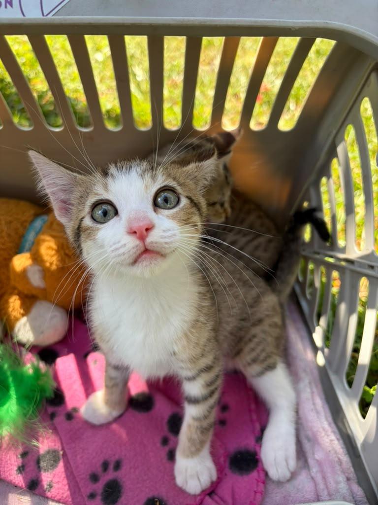 Enlarge Pixie, a Adoptable Domestic Short Hair in Kissimmee, FL image 3/5