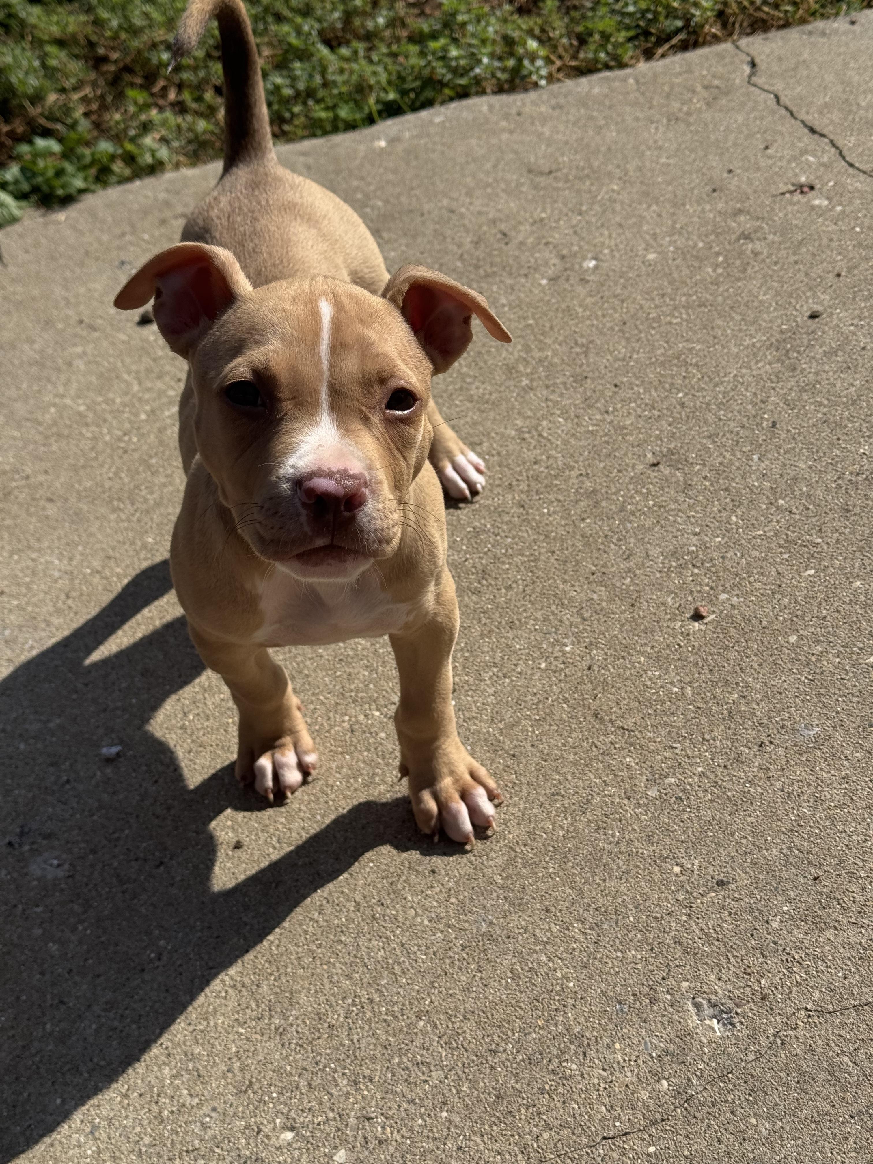 Enlarge Pita, a ADOPTABLE Pit Bull Terrier in Vernon Hills, IL image 2/2