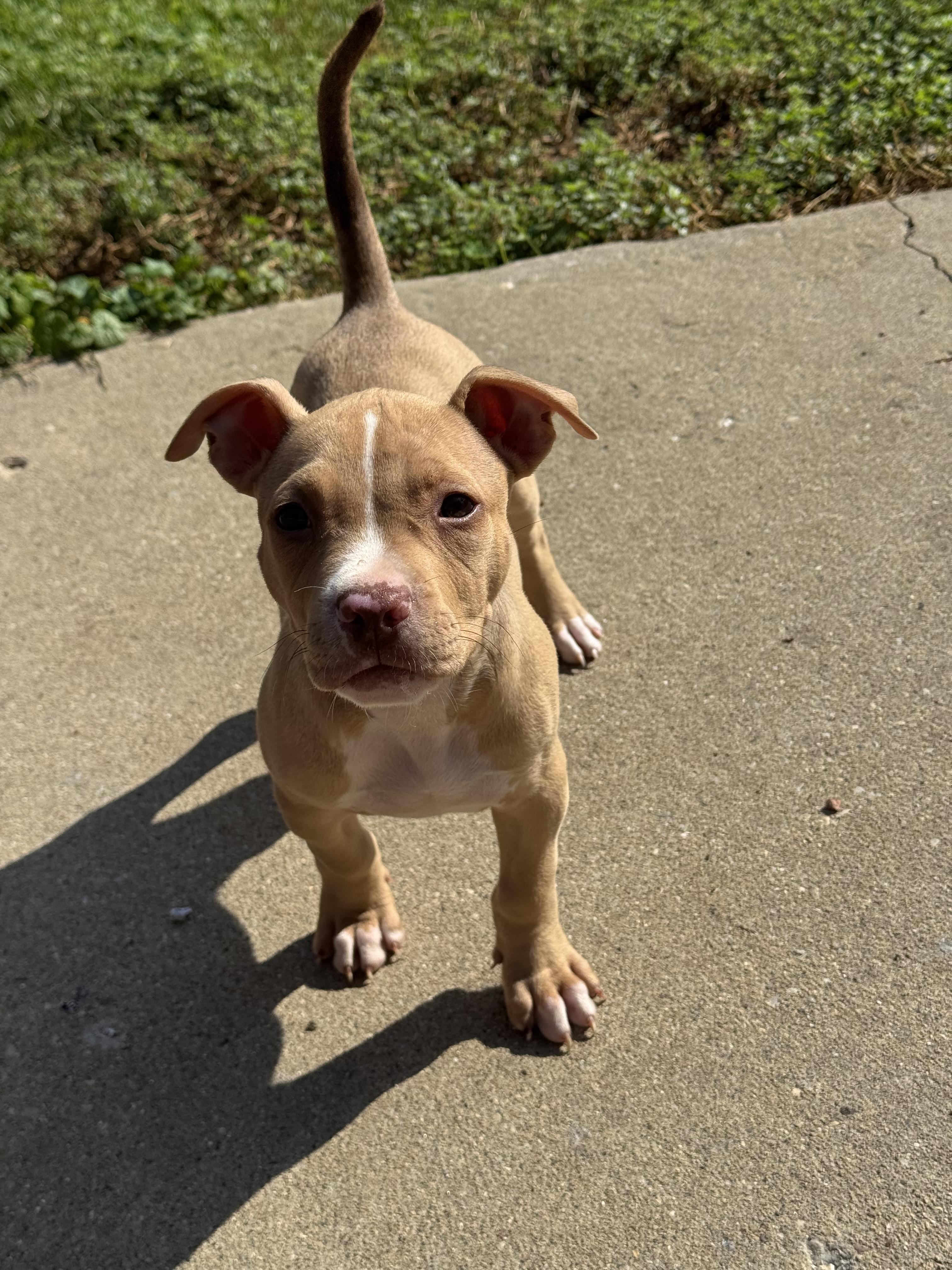 Pita, ADOPTABLE, Puppy Male Pit Bull Terrier.