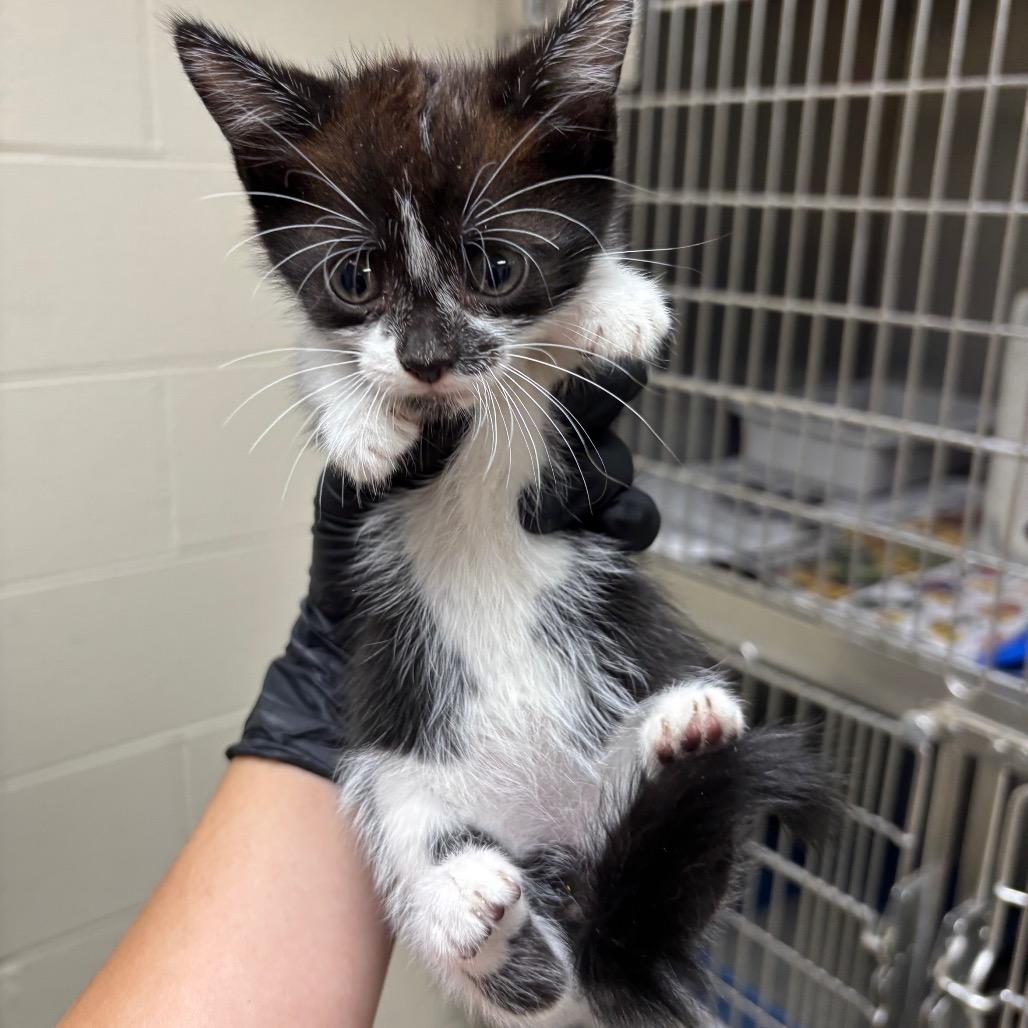 Enlarge Gale, a Adoptable Domestic Short Hair in Roxboro, NC image 1/1