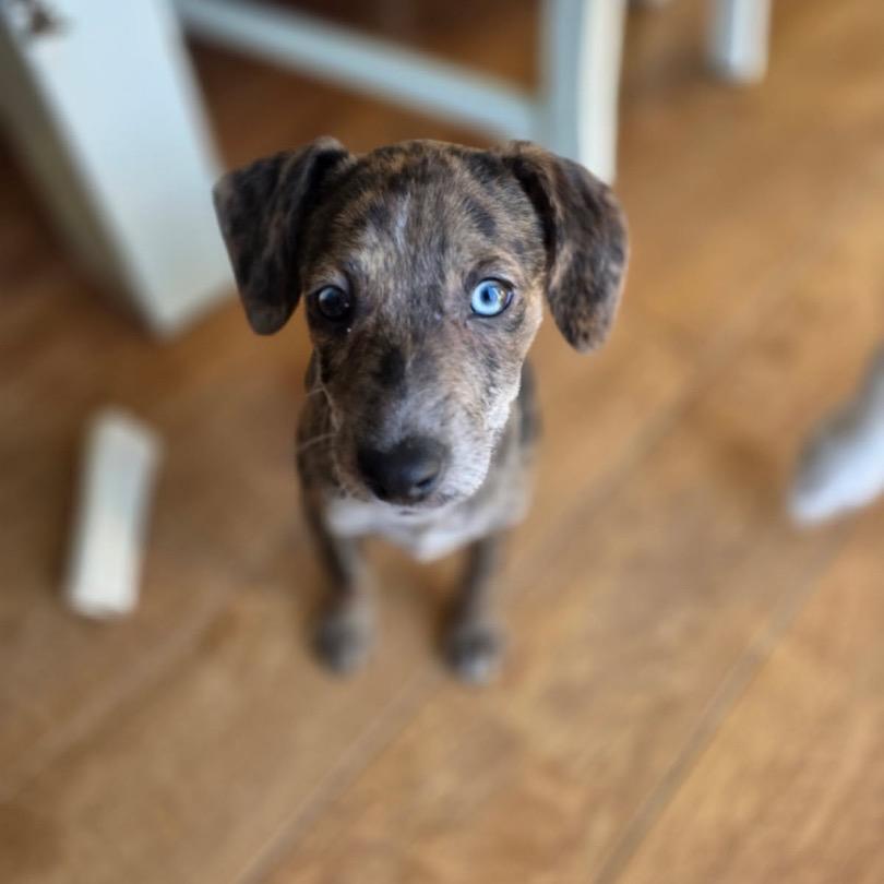 Enlarge Kai , an adoptable Mixed Breed in Fenton, MI image 2/4