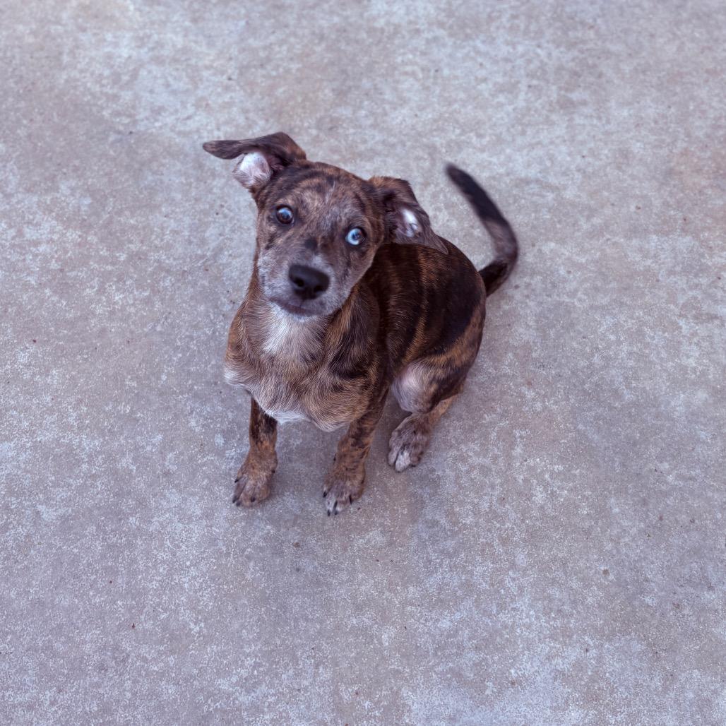 Enlarge Kai , an adoptable Mixed Breed in Fenton, MI image 3/4