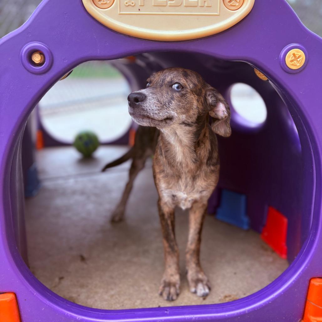 Enlarge Kai , an adoptable Mixed Breed in Fenton, MI image 4/4