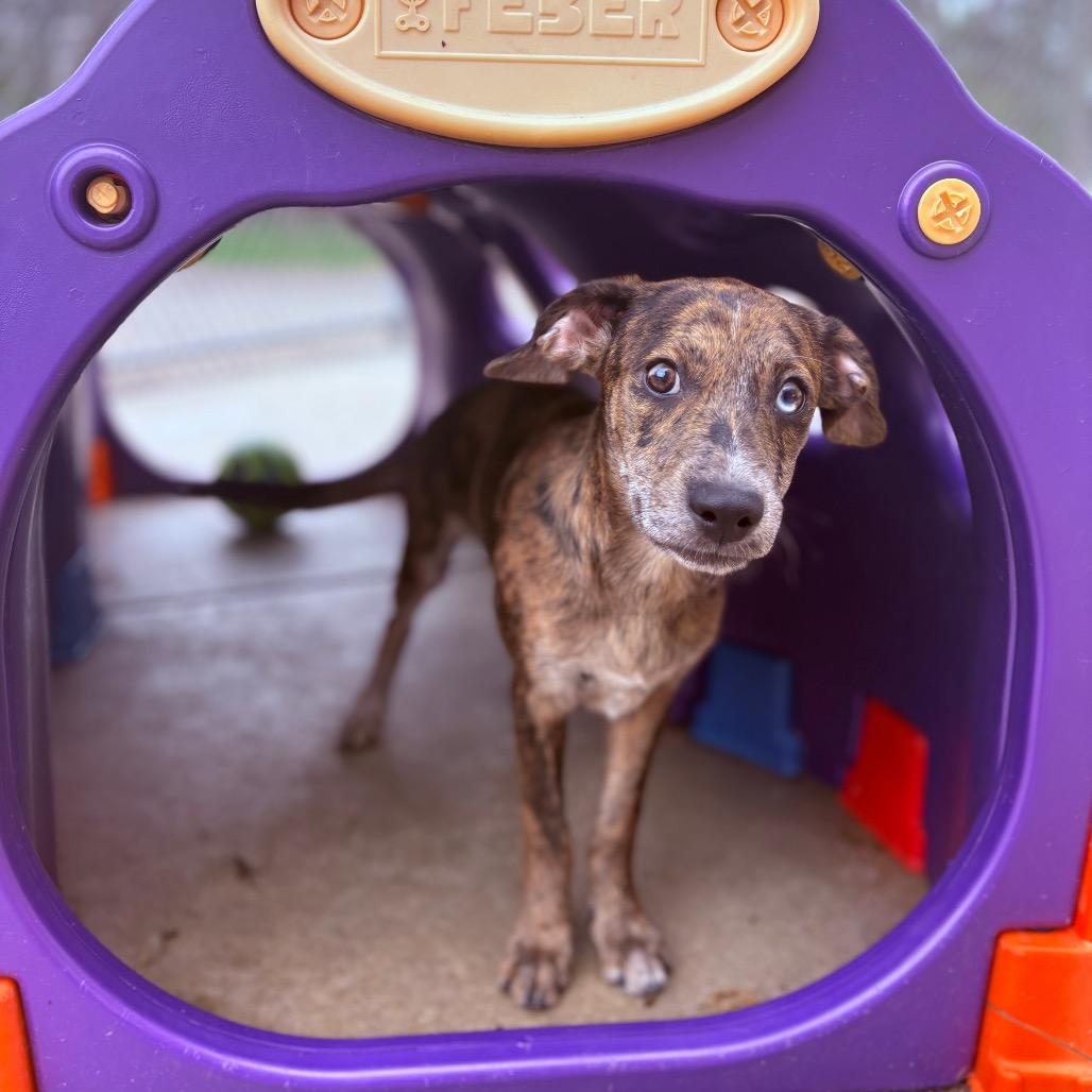 Enlarge Kai , an adoptable Mixed Breed in Fenton, MI image 1/4