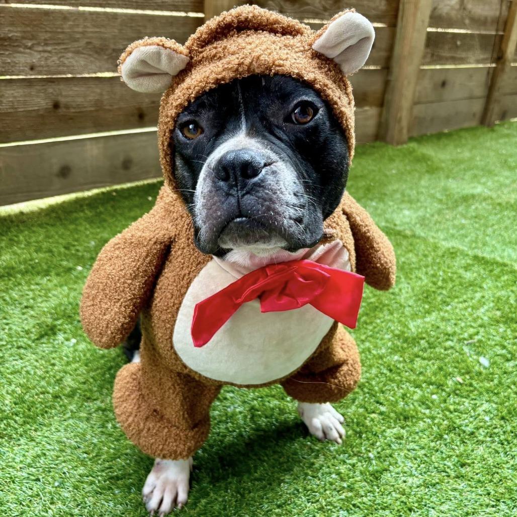 Chico, Adoptable, Adult Male American Staffordshire Terrier.