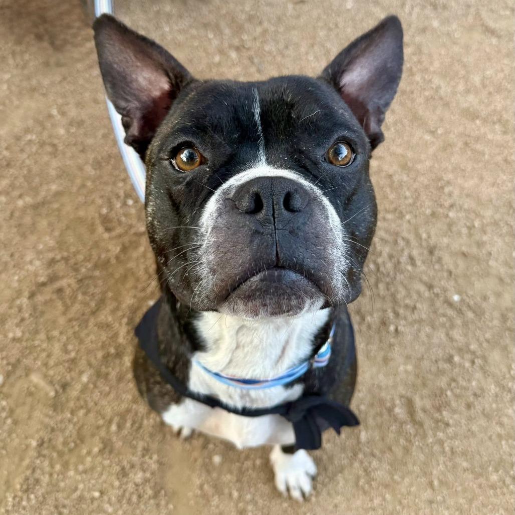 Chico, a Adoptable American Staffordshire Terrier in Pittsburgh, PA image 2/6