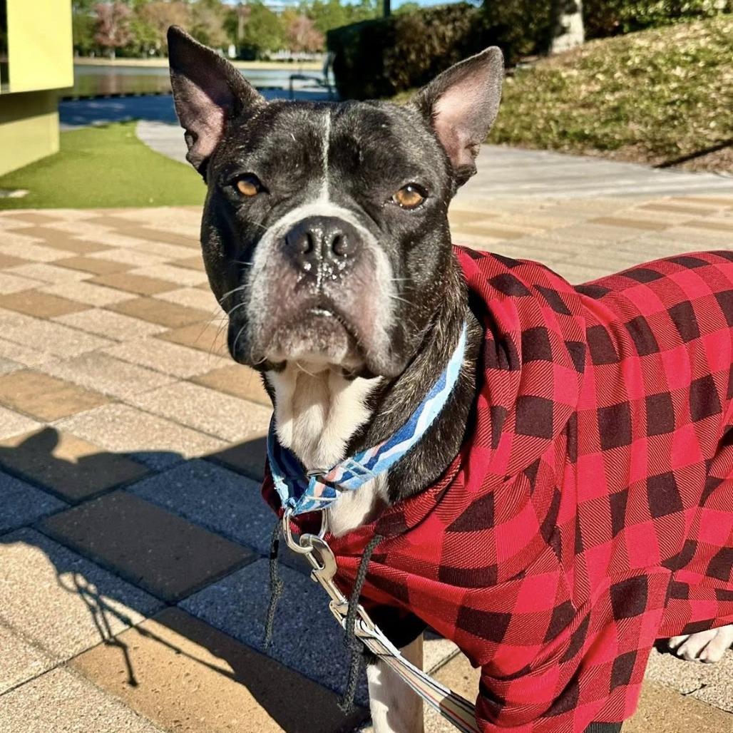 Chico, a Adoptable American Staffordshire Terrier in Pittsburgh, PA image 3/6