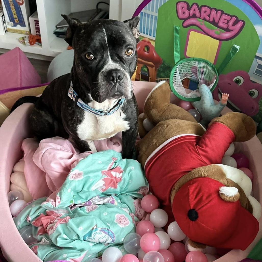 Chico, a Adoptable American Staffordshire Terrier in Pittsburgh, PA image 5/6