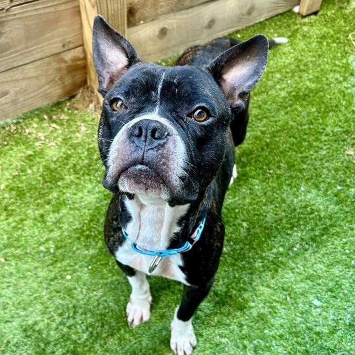 Chico, a Adoptable American Staffordshire Terrier in Pittsburgh, PA image 6/6