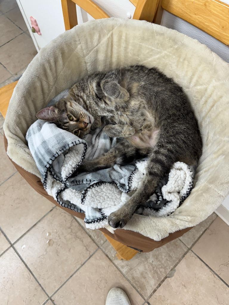 Enlarge Beth, a Adoptable mixed breed in Hastings, NE image 1/3