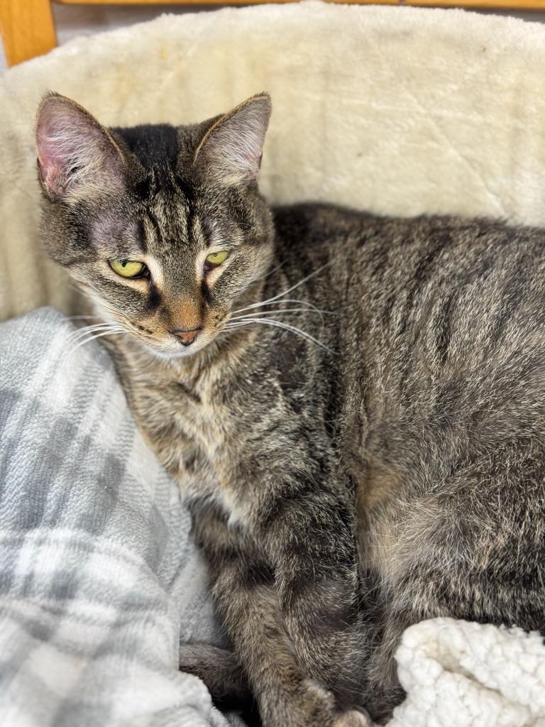Beth, Adoptable, Senior Female Domestic Short Hair.