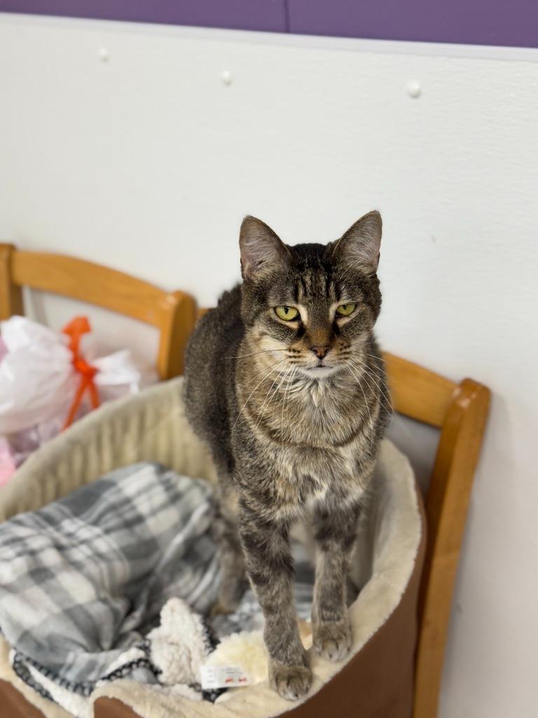 Enlarge Beth, a Adoptable mixed breed in Hastings, NE image 2/3