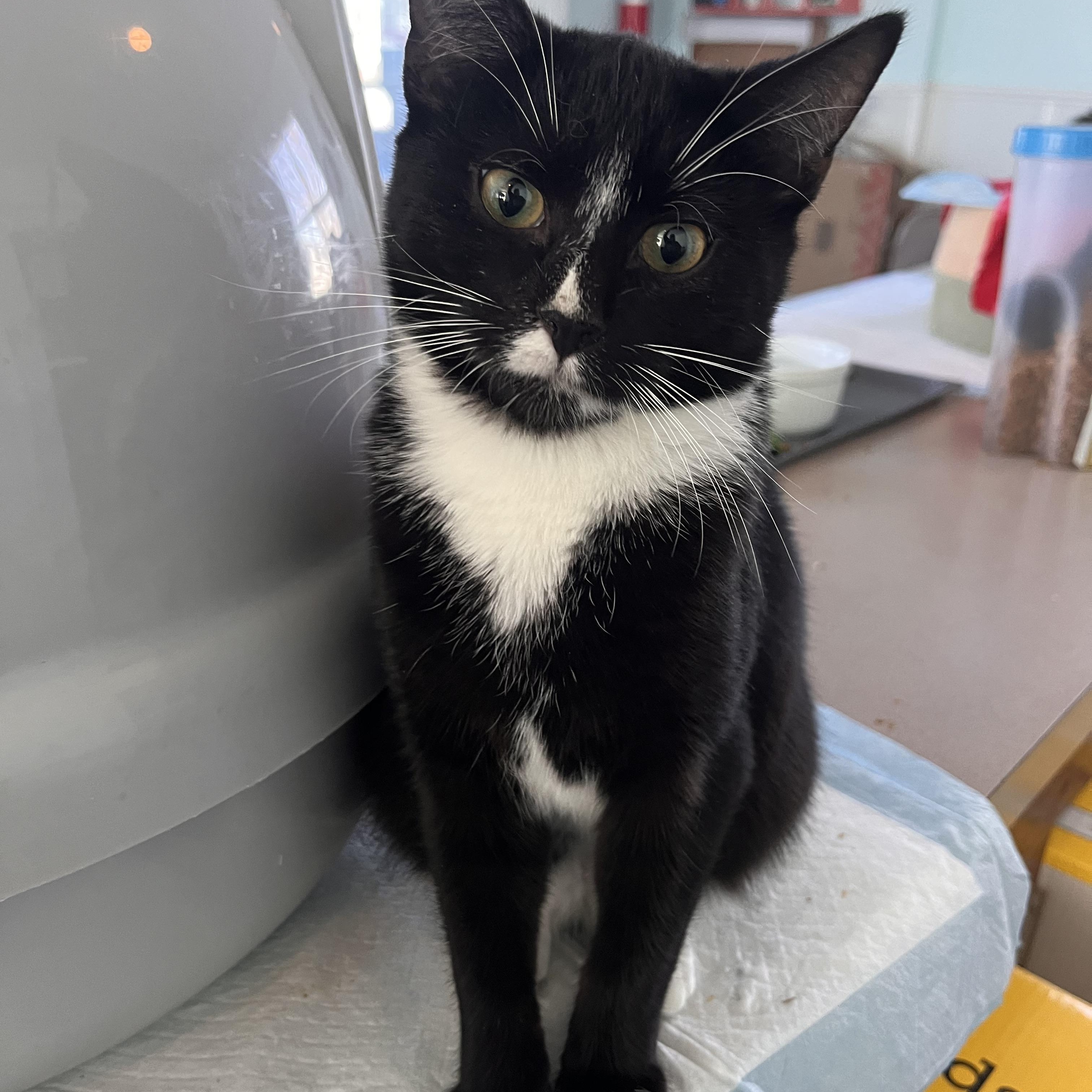 Equinox , a ADOPTABLE Domestic Short Hair in Maryville, TN image 4/4