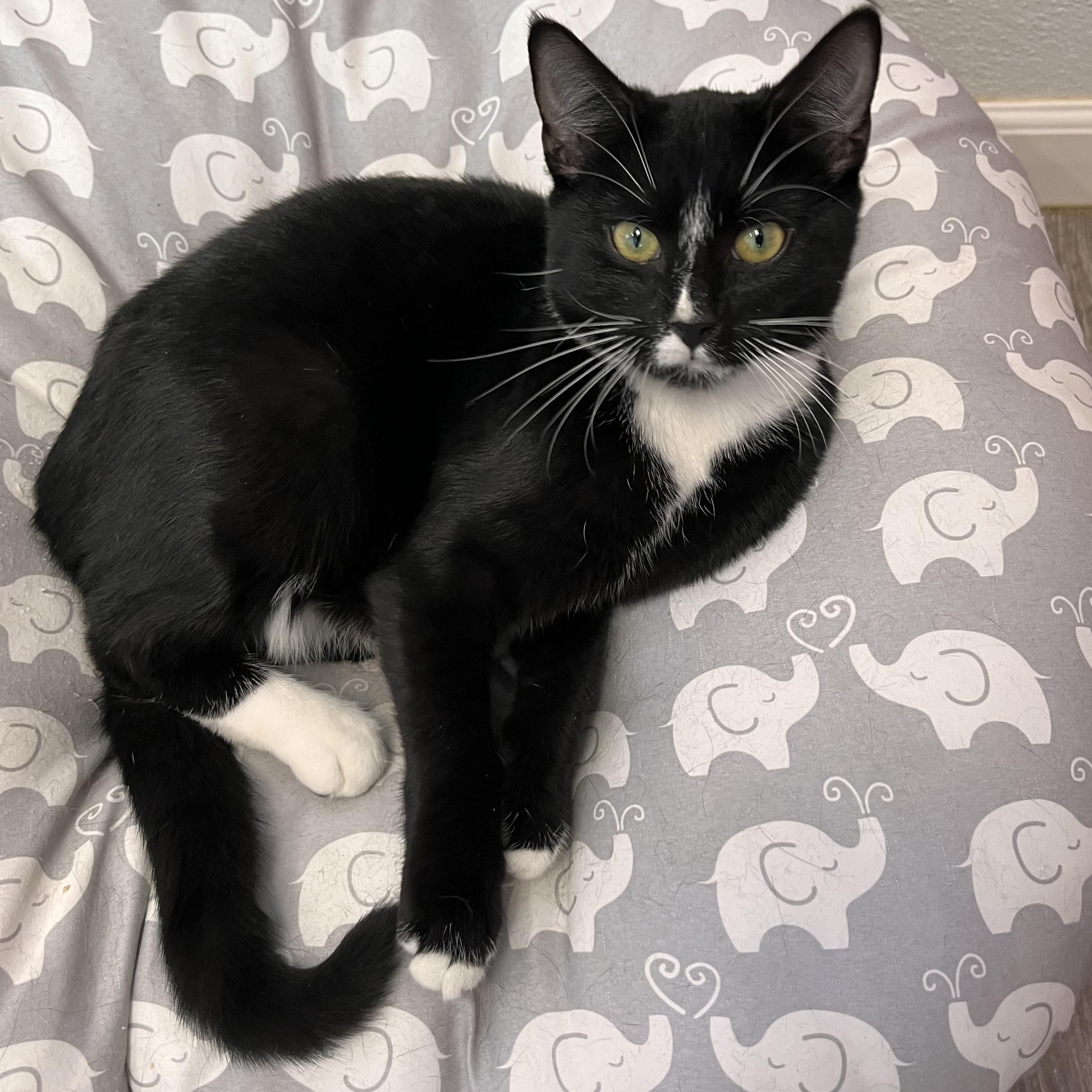 Equinox , a ADOPTABLE Domestic Short Hair in Maryville, TN image 1/4