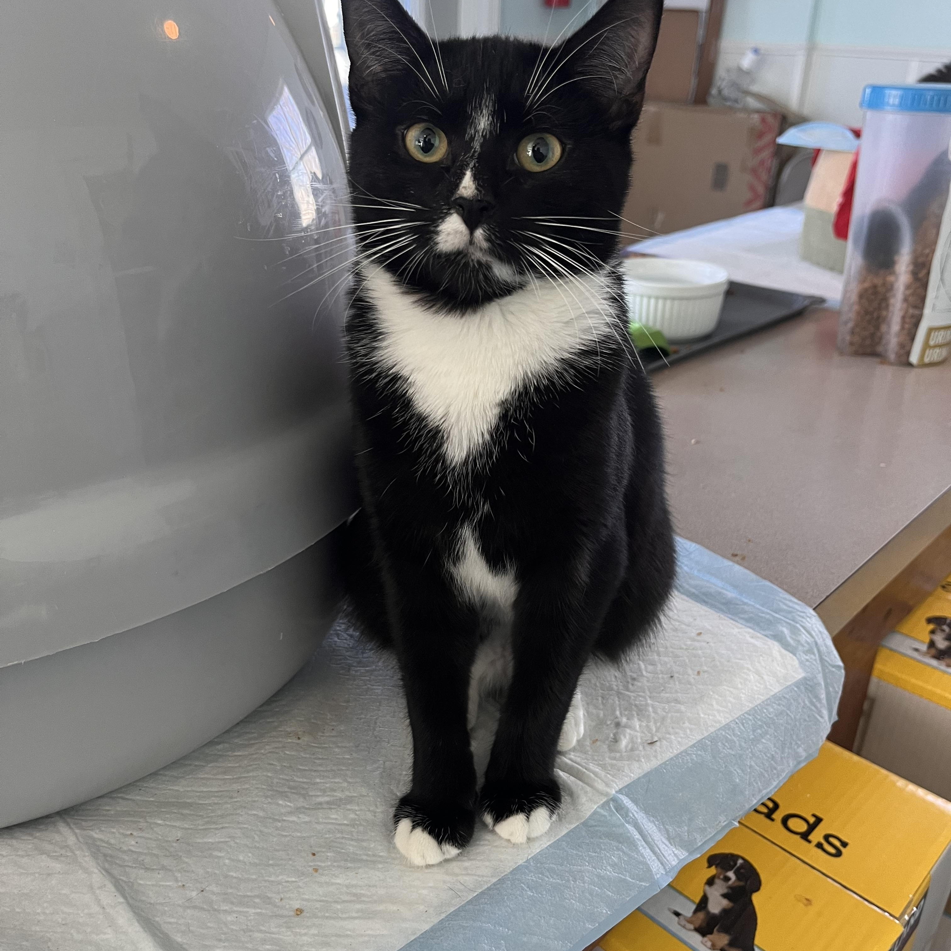 Equinox , a ADOPTABLE Domestic Short Hair in Maryville, TN image 2/4