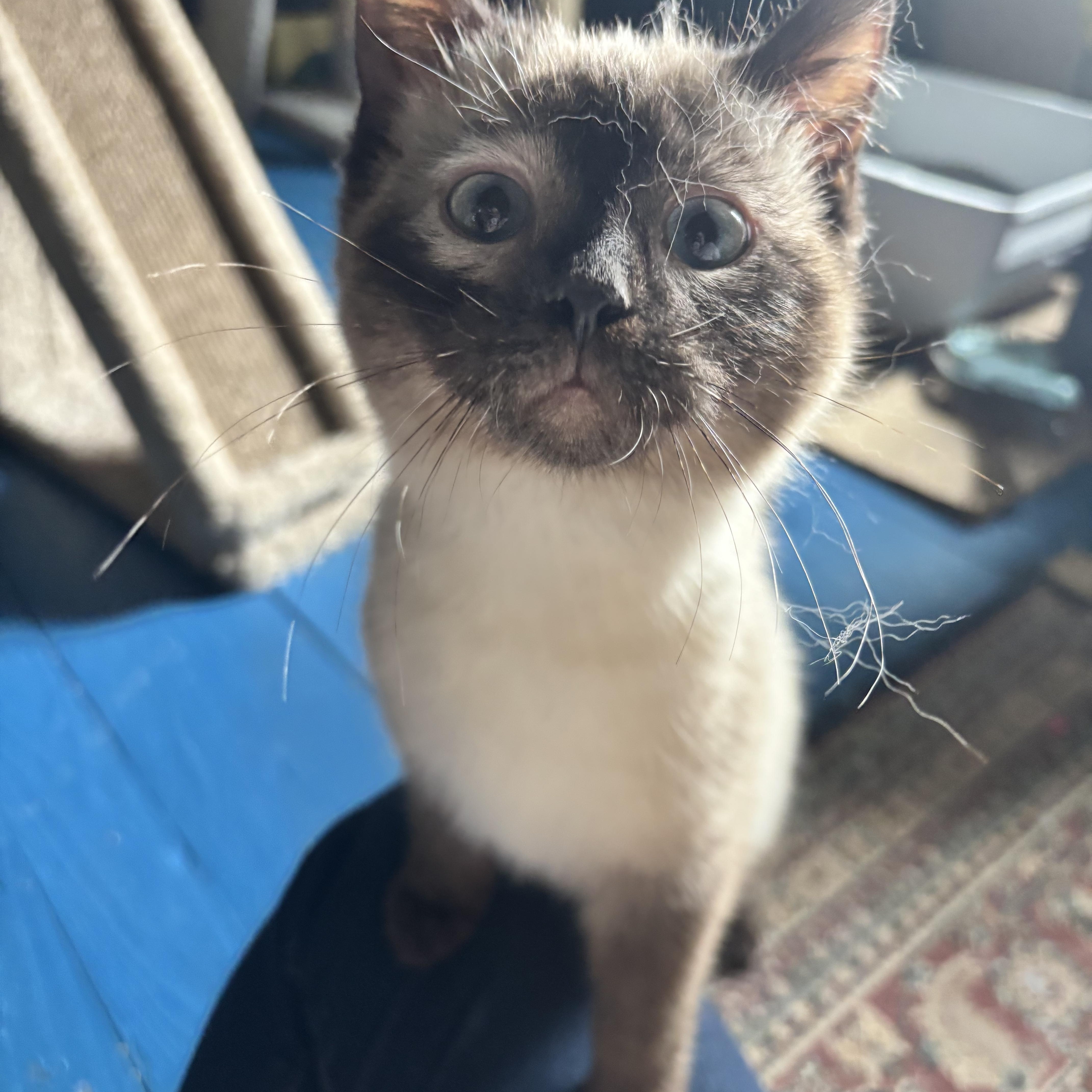 Enlarge Delphi, a Adoptable Siamese in Pittsburgh, PA image 5/5