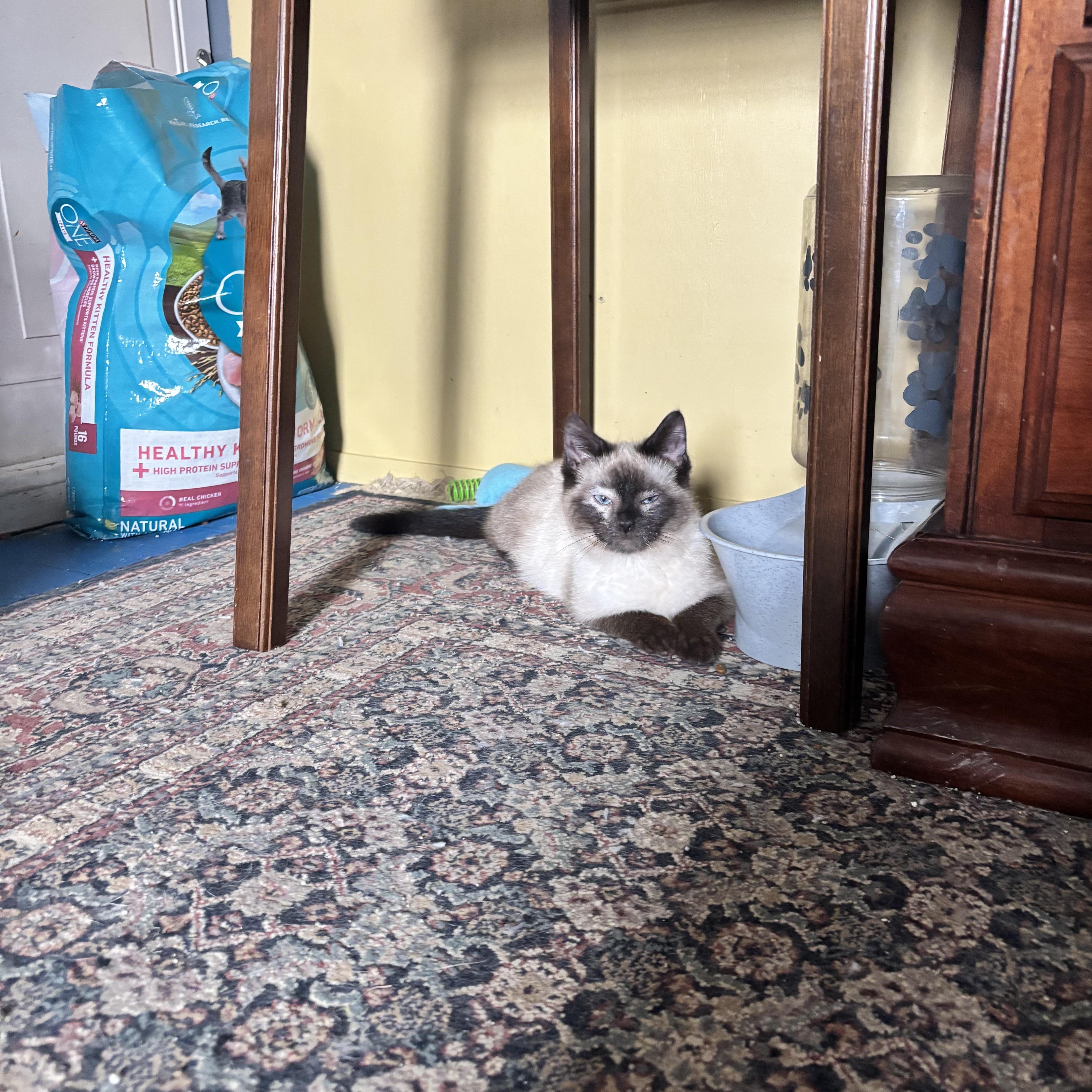 Enlarge Delphi, a Adoptable Siamese in Pittsburgh, PA image 4/5