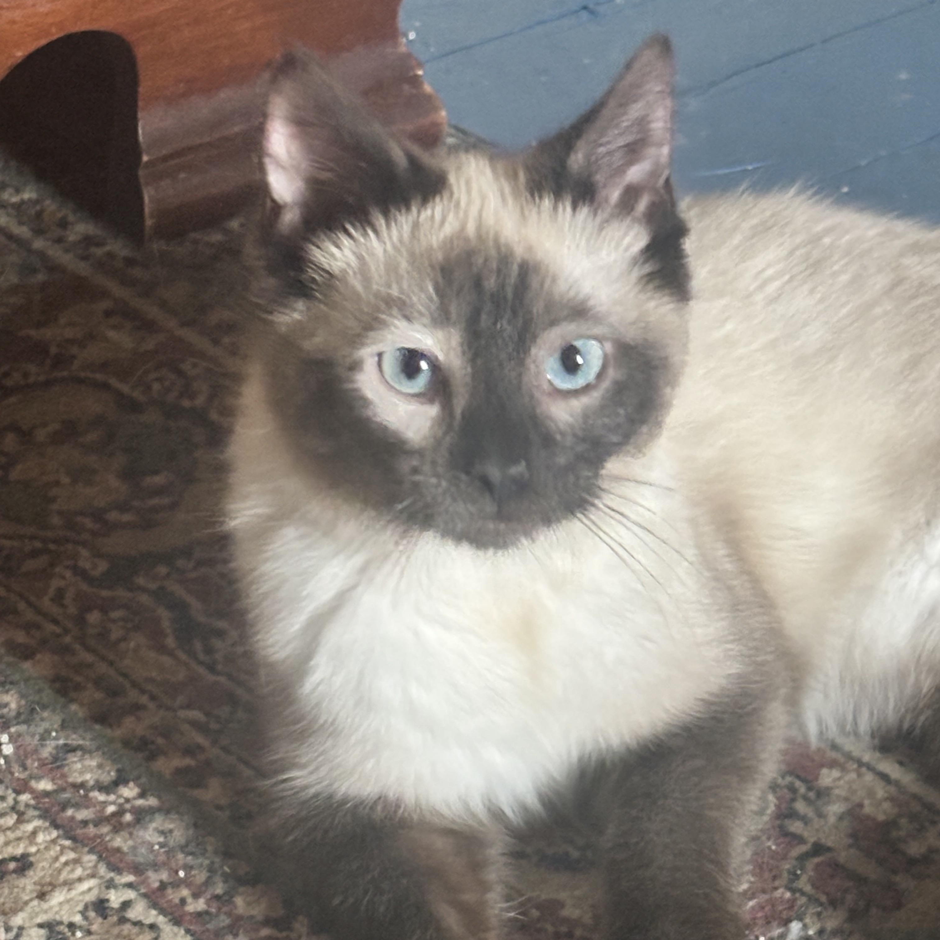 Enlarge Delphi, a Adoptable Siamese in Pittsburgh, PA image 1/5