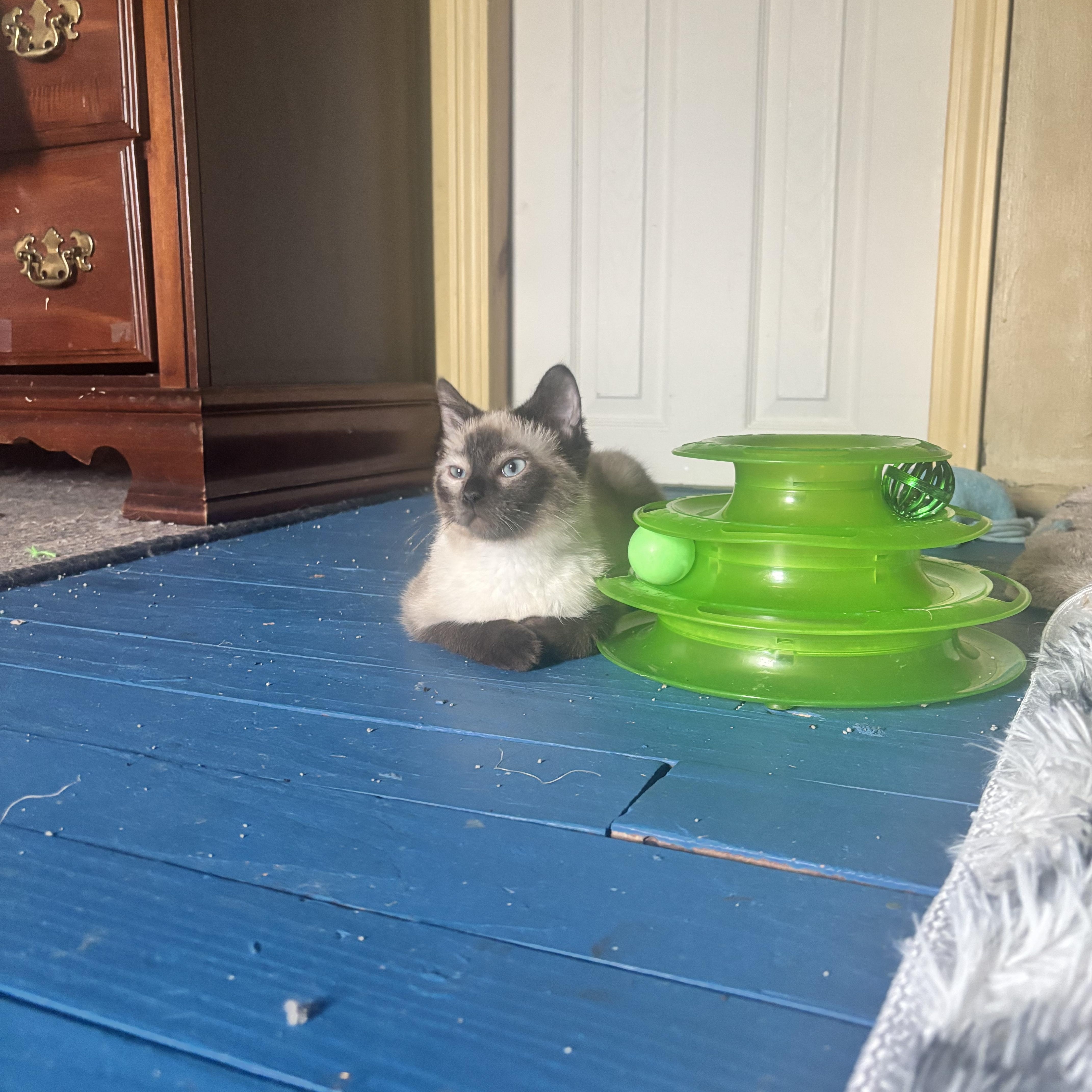 Enlarge Delphi, a Adoptable Siamese in Pittsburgh, PA image 3/5