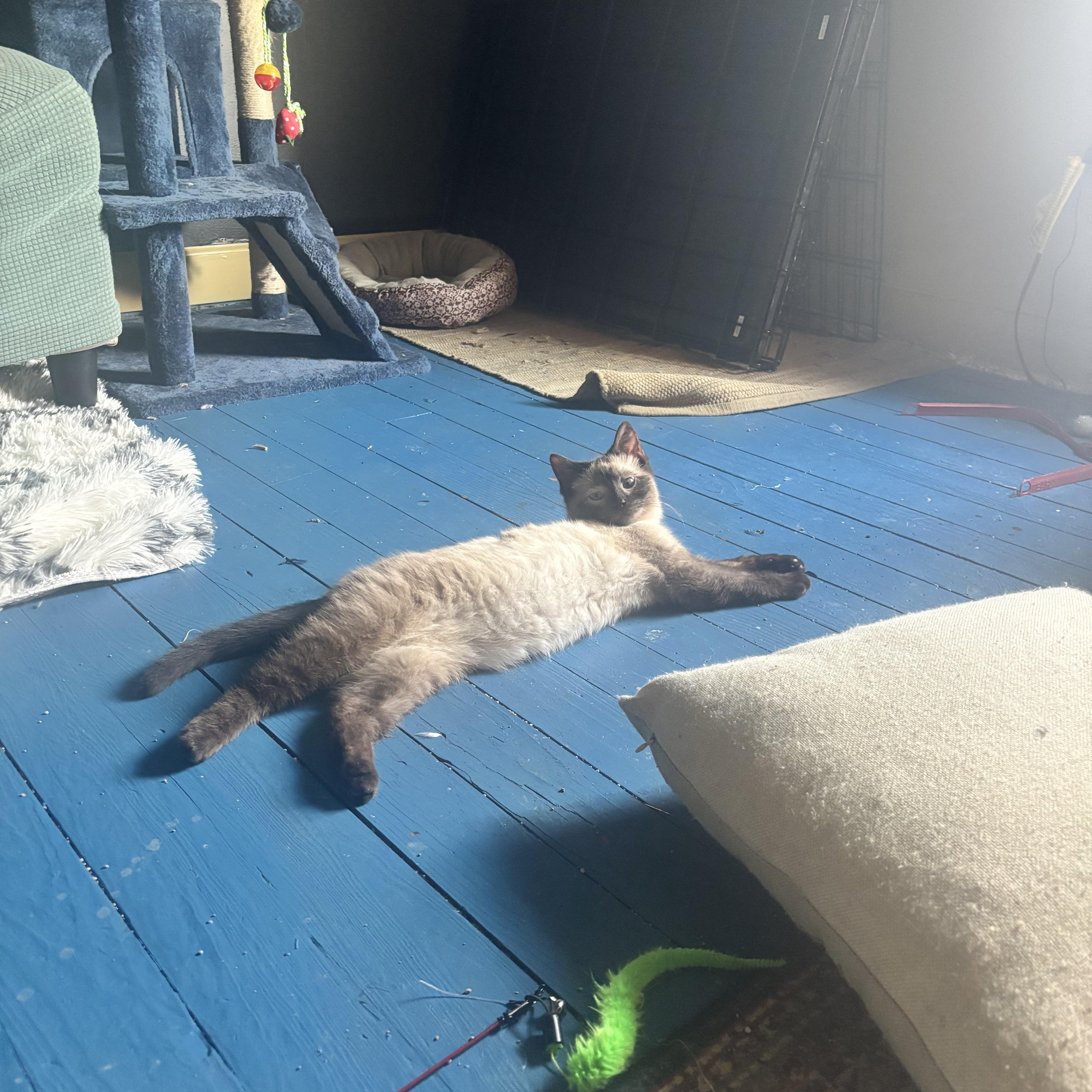 Enlarge Delphi, a Adoptable Siamese in Pittsburgh, PA image 2/5