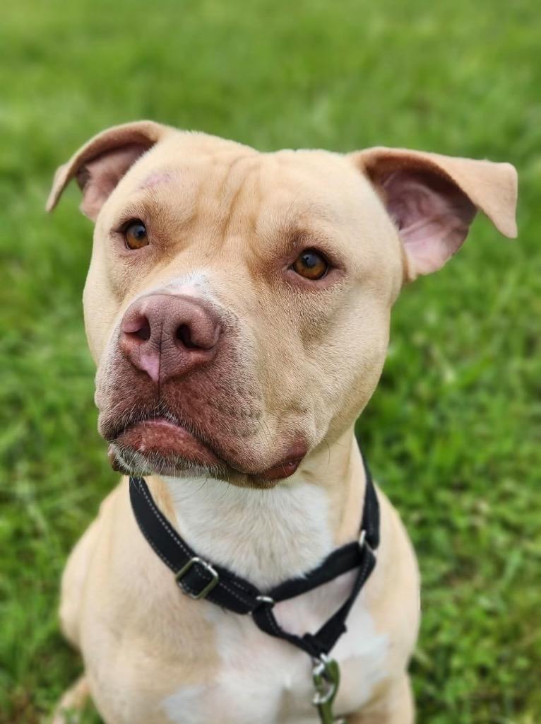 Sampson, a Adoptable Pit Bull Terrier in Marion, OH image 1/4