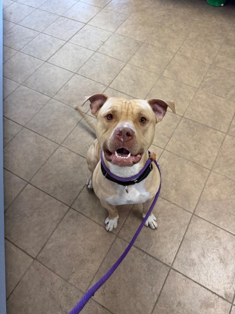 Enlarge Sampson, a Adoptable Pit Bull Terrier in Marion, OH image 1/3