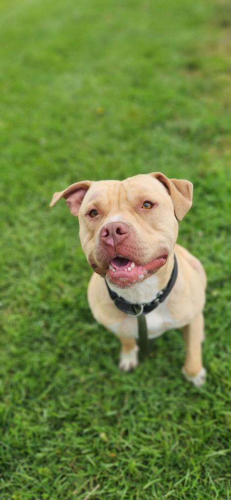 Sampson, a Adoptable Pit Bull Terrier in Marion, OH image 2/4