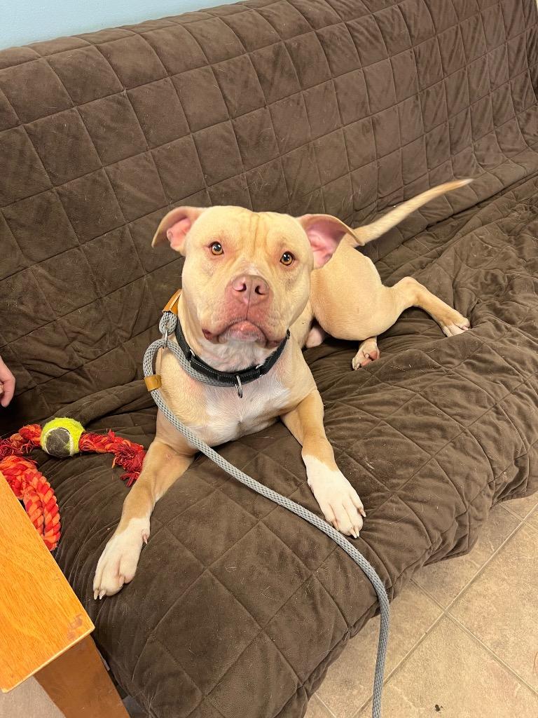 Enlarge Sampson, a Adoptable Pit Bull Terrier in Marion, OH image 2/3