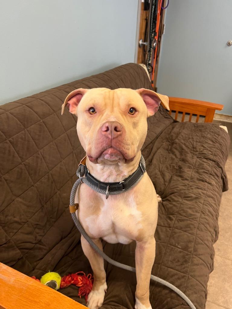 Enlarge Sampson, a Adoptable Pit Bull Terrier in Marion, OH image 3/3