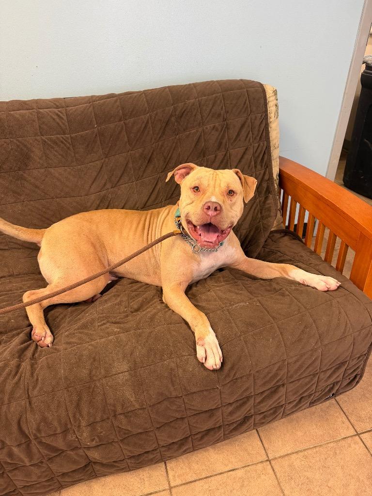 Sampson, a Adoptable Pit Bull Terrier in Marion, OH image 5/5