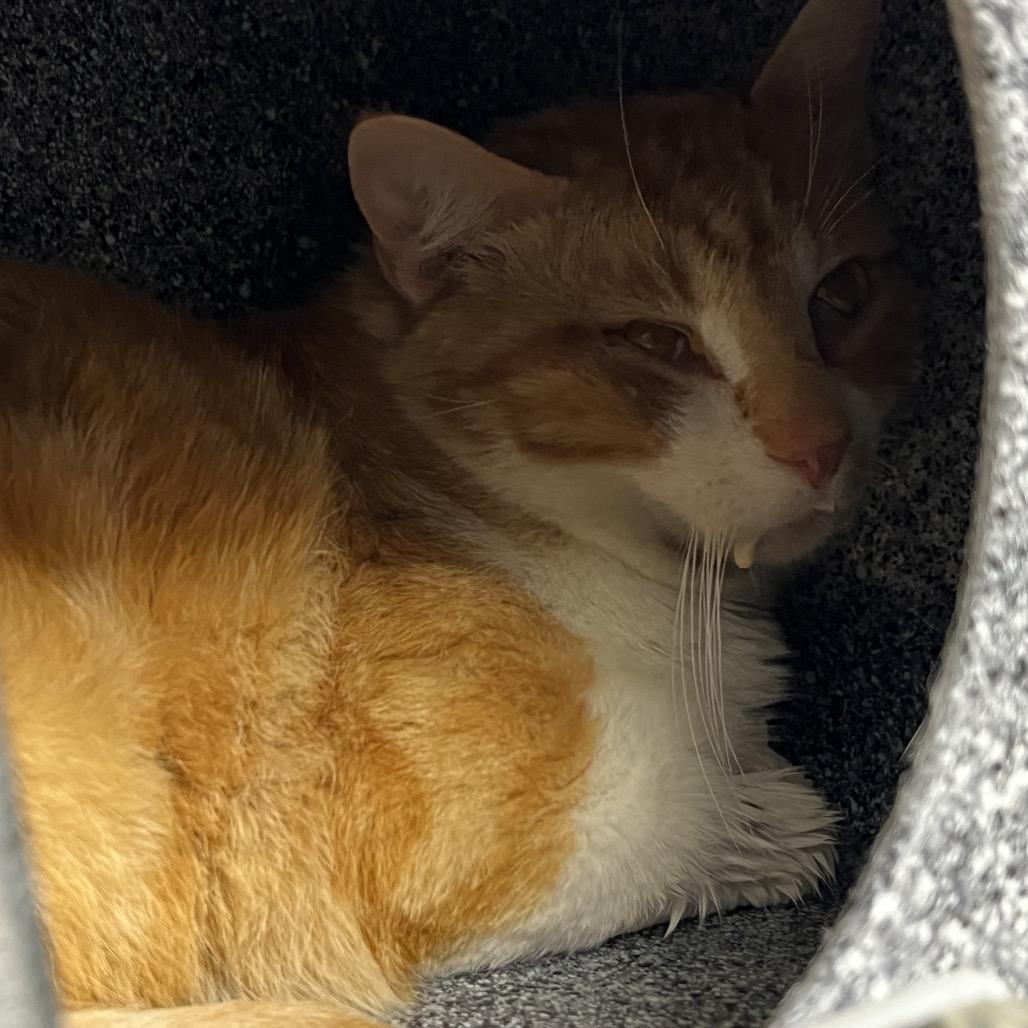 Murray, Adoptable, Adult Male Domestic Short Hair.