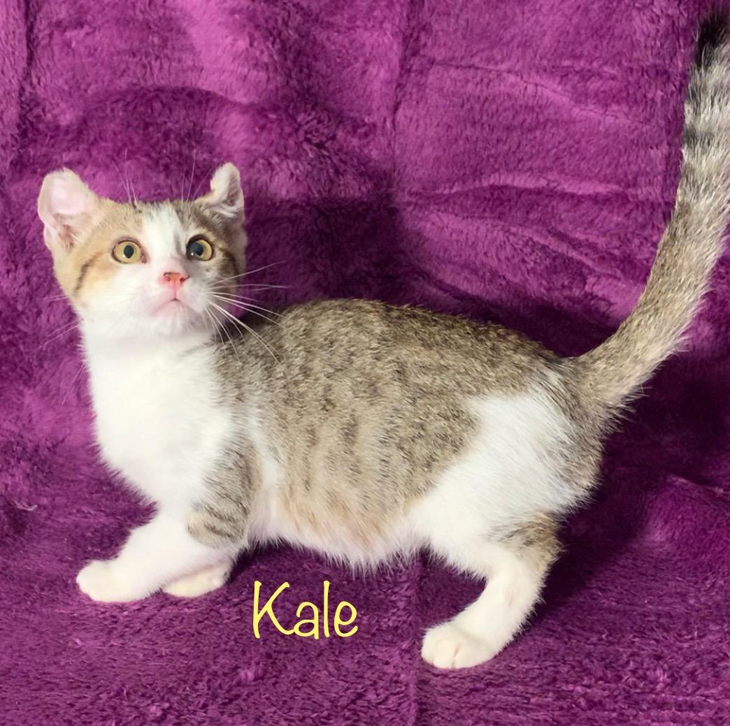Kale, Adoptable, Kitten Female American Curl.