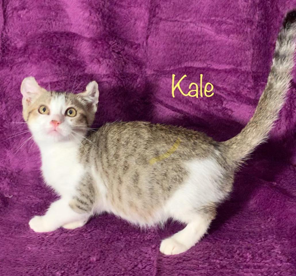 Kale, a Adoptable American Curl in Dixon, CA image 2/3