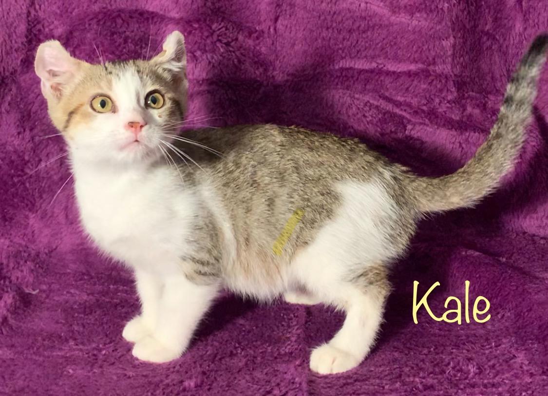 Kale, a Adoptable American Curl in Dixon, CA image 3/3