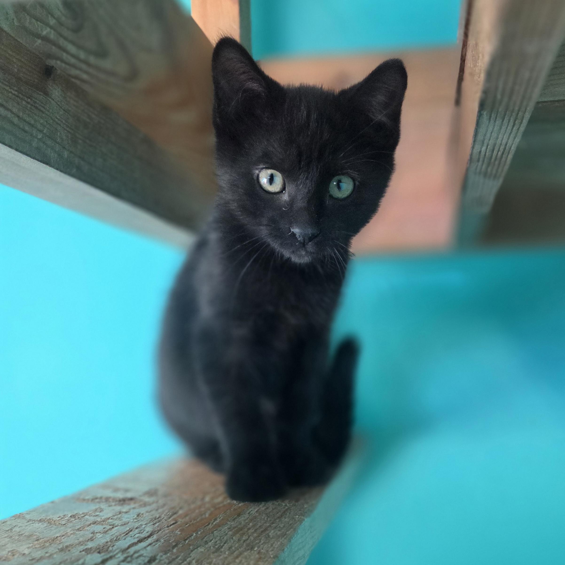 Fallon, Adoptable, Young Male Domestic Short Hair.