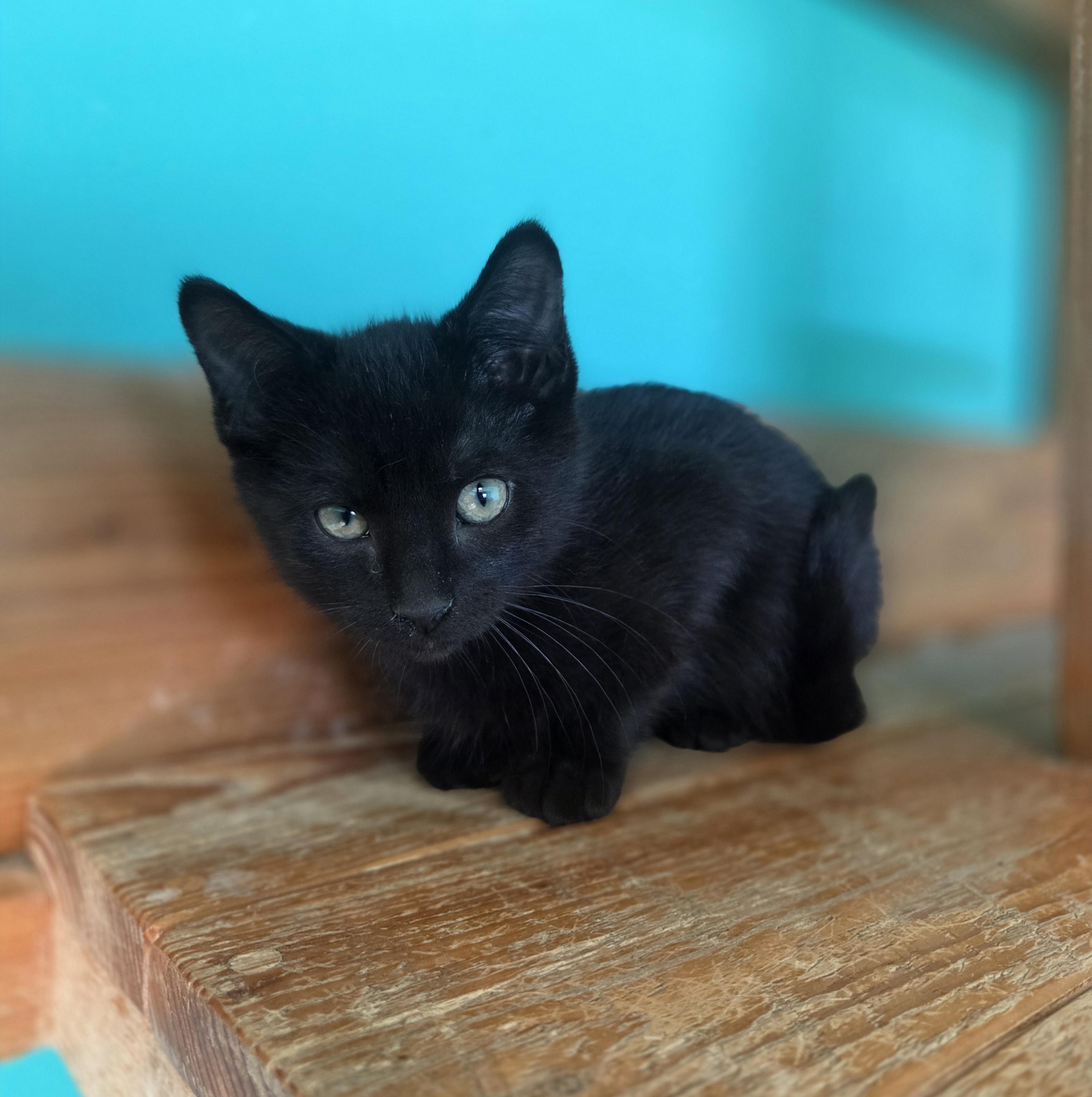 Fallon, a Adoptable Domestic Short Hair in Brookings, SD image 2/2