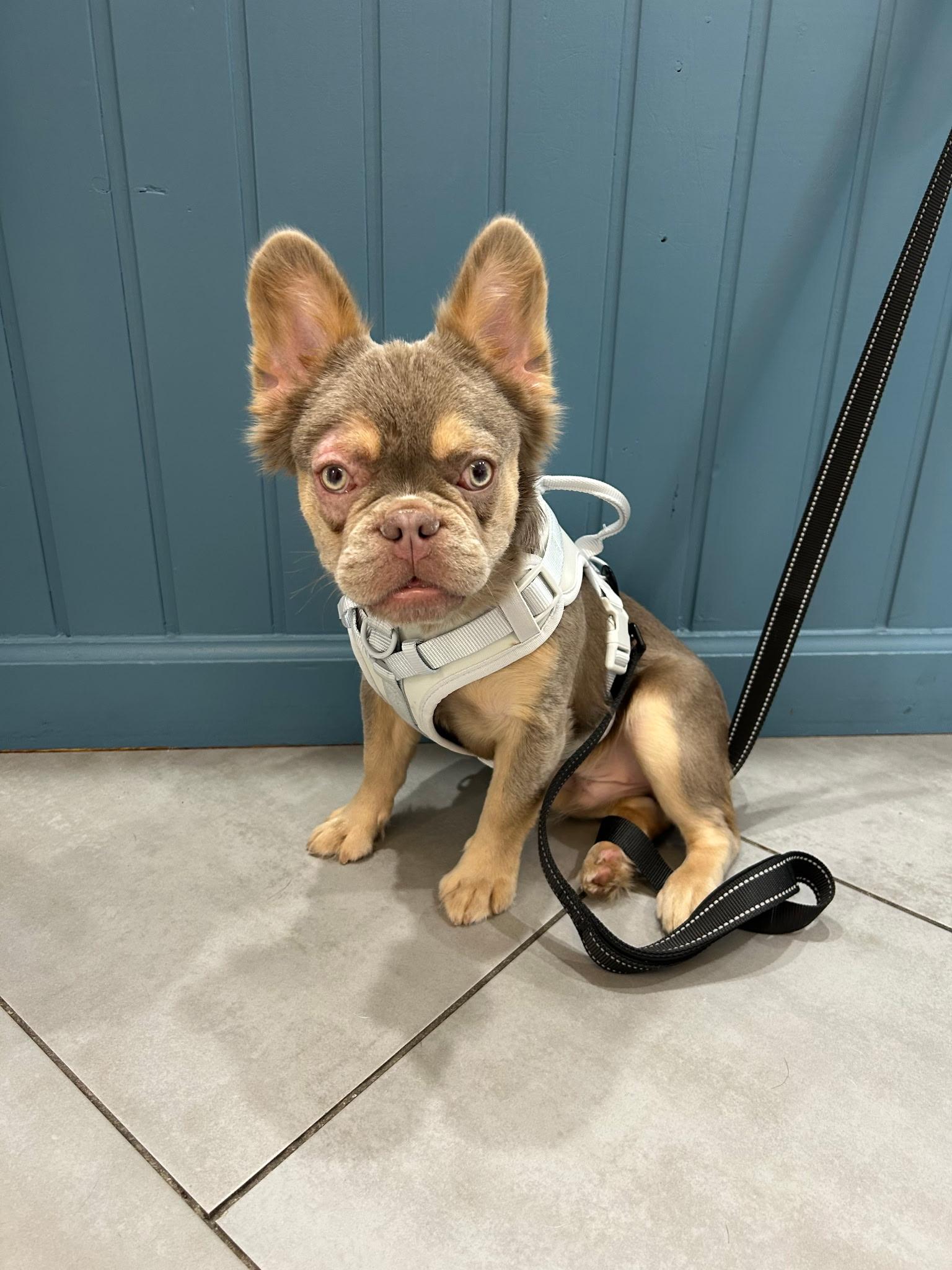 Enlarge Bruce Wayne-Fluffy French Bulldog Puppy, a ADOPTABLE French Bulldog in Bradenton, FL image 3/5