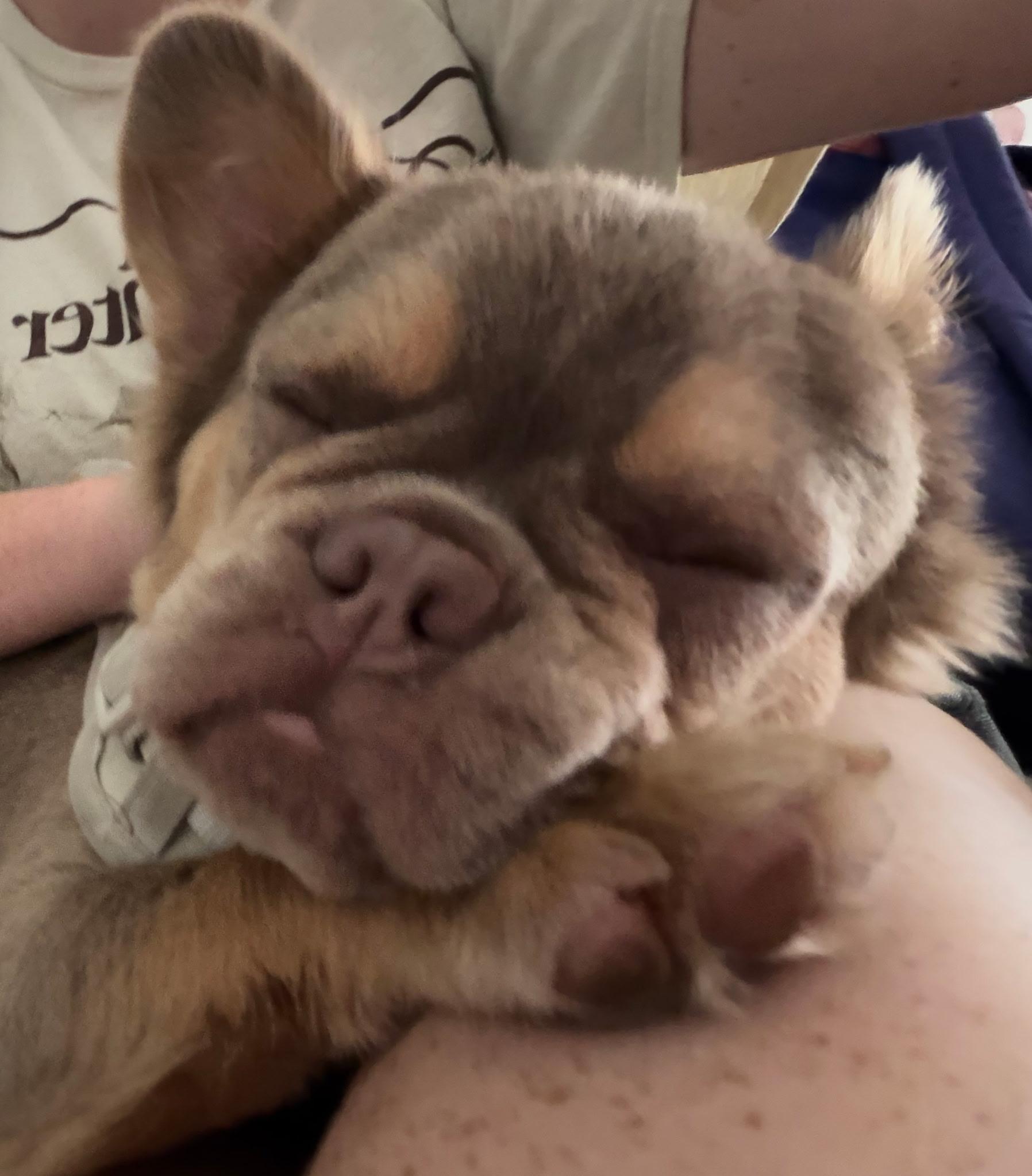 Enlarge Bruce Wayne-Fluffy French Bulldog Puppy, a ADOPTABLE French Bulldog in Bradenton, FL image 4/5