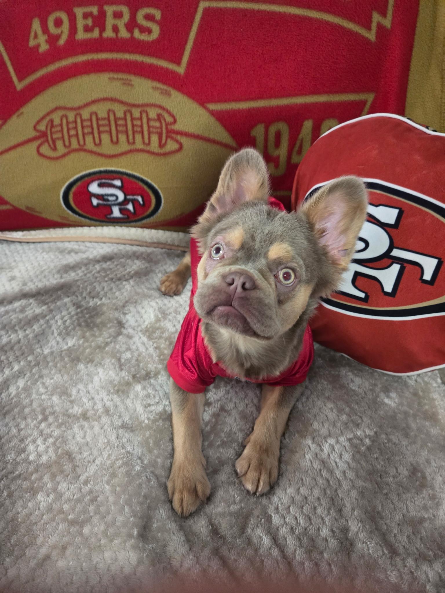 Bruce Wayne-Fluffy French Bulldog Puppy, ADOPTABLE, Puppy Male French Bulldog.