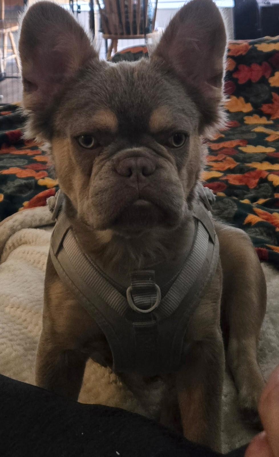 Enlarge Bruce Wayne-Fluffy French Bulldog Puppy, a ADOPTABLE French Bulldog in Bradenton, FL image 2/5