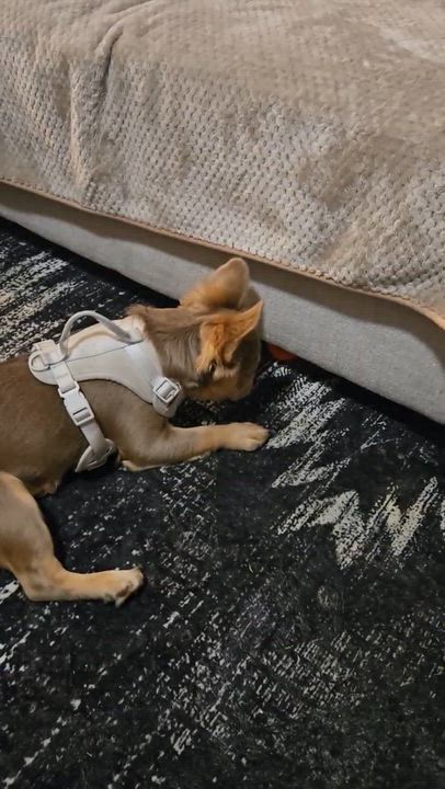 Enlarge Bruce Wayne-Fluffy French Bulldog Puppy, a ADOPTABLE French Bulldog in Bradenton, FL video 5/5