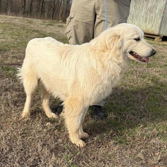 Enlarge Smiley, a Adoptable Great Pyrenees in West Point, MS image 1/6