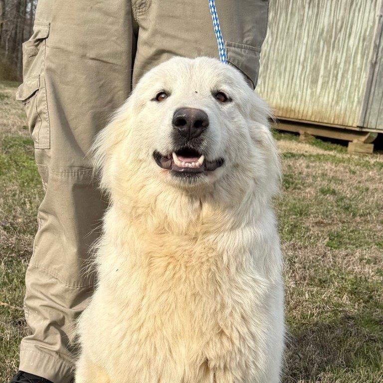 Enlarge Smiley, a Adoptable Great Pyrenees in West Point, MS image 2/6