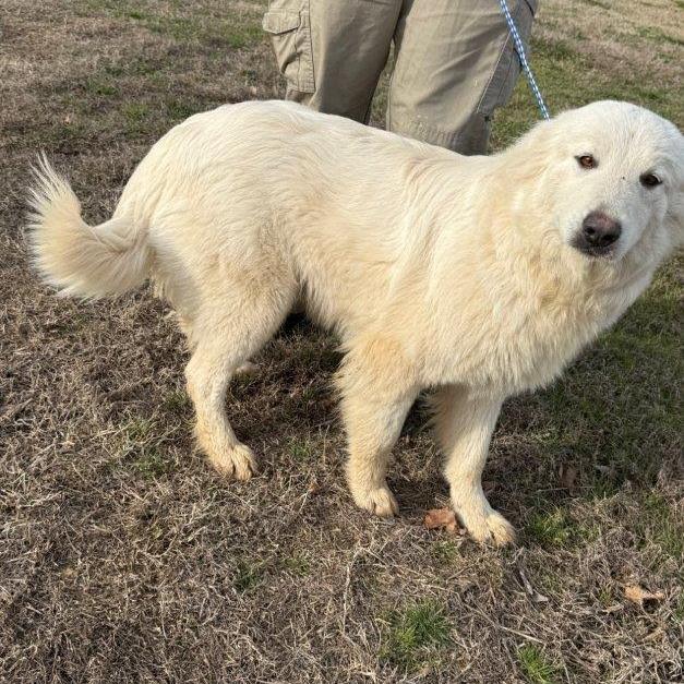 Enlarge Smiley, a Adoptable Great Pyrenees in West Point, MS image 3/6