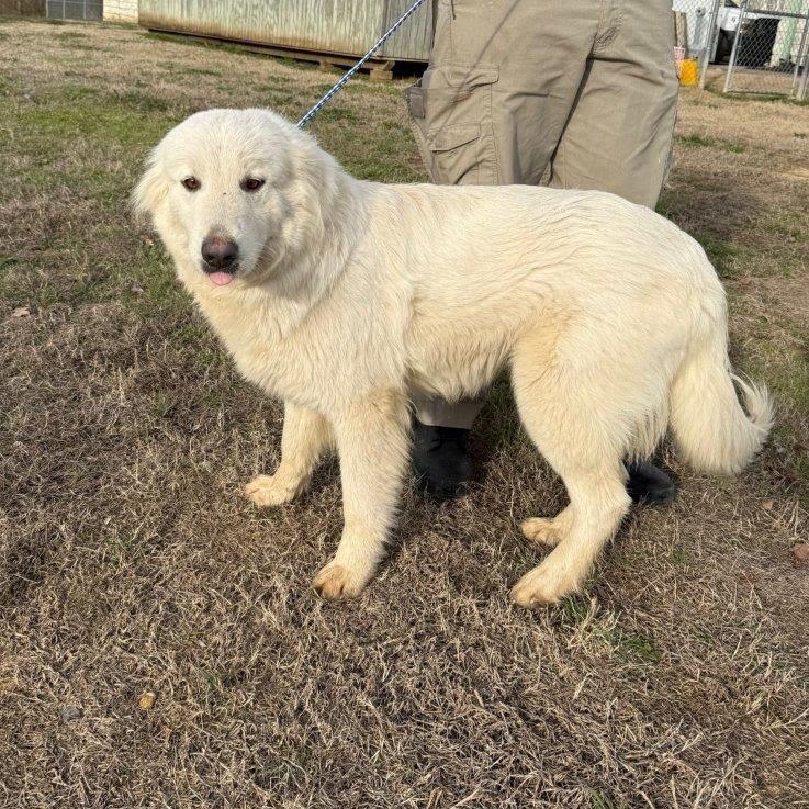 Enlarge Smiley, a Adoptable Great Pyrenees in West Point, MS image 4/6