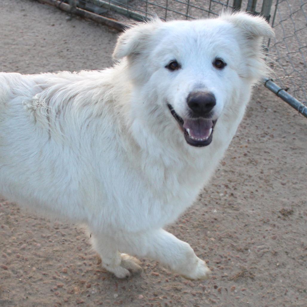 Enlarge Smiley, a Adoptable Great Pyrenees in West Point, MS image 5/6