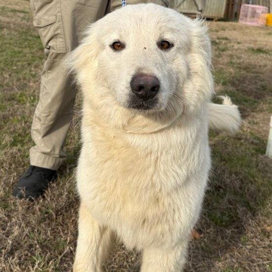 Enlarge Smiley, a Adoptable Great Pyrenees in West Point, MS image 6/6