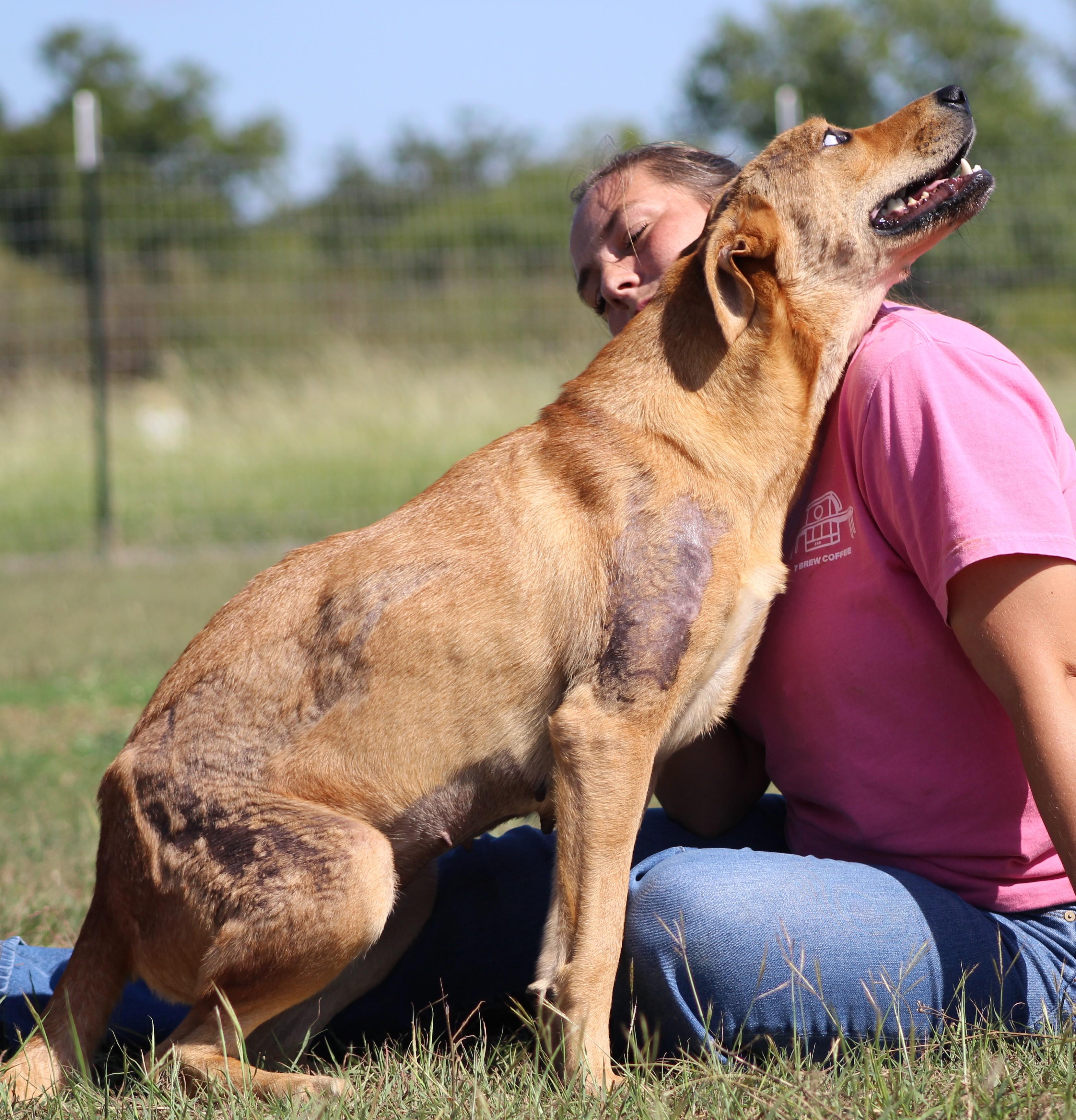 Enlarge Ember, a Adoptable mixed breed in Temple, TX image 3/6