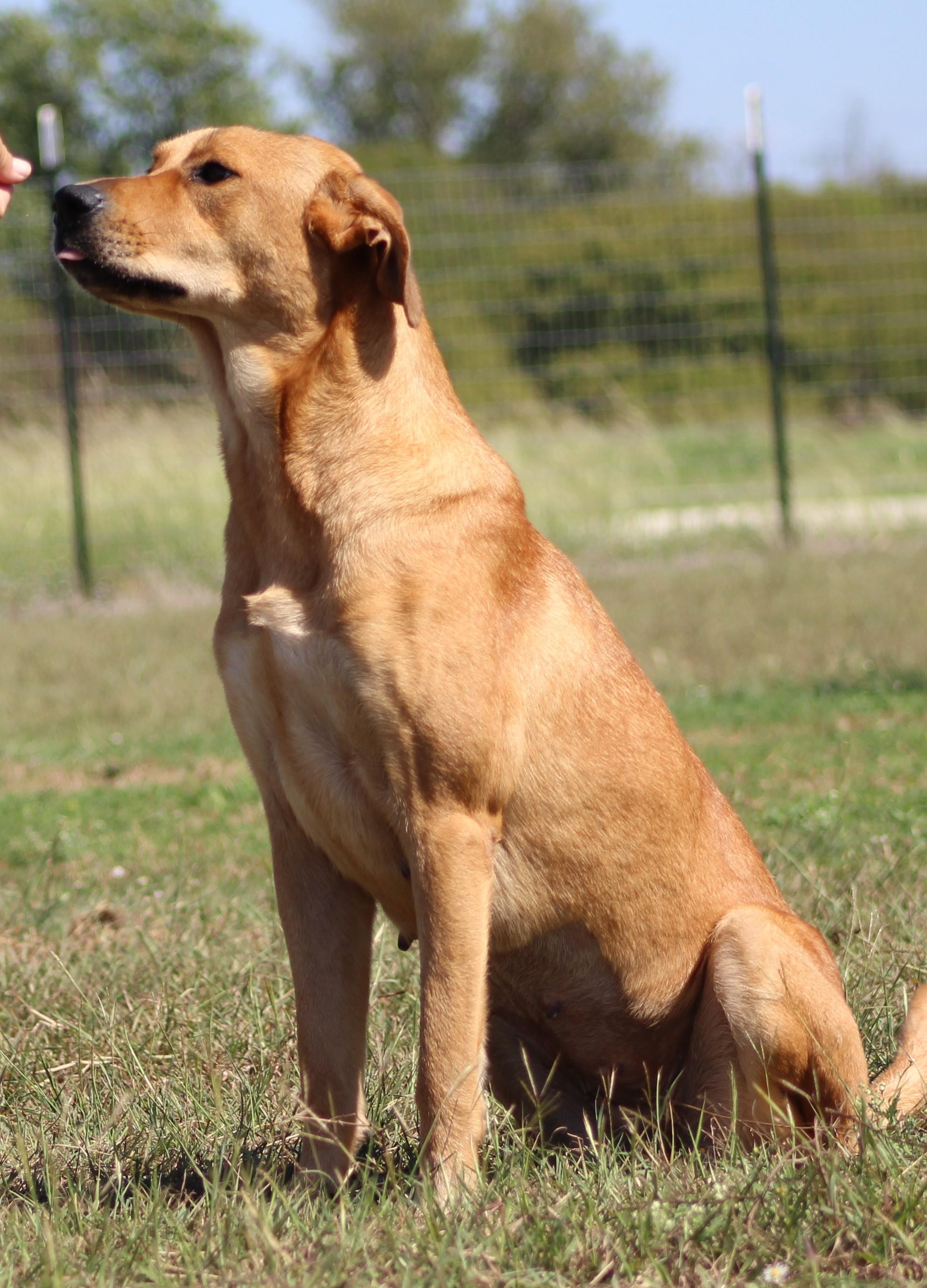Enlarge Ember, a Adoptable mixed breed in Temple, TX image 6/6